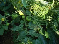 DSCN2781.webp