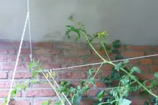 Black Cherry Gipfelsturm.jpg