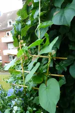 wachsende Winden.webp