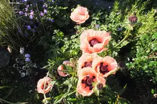 DSCF1750 (2).webp