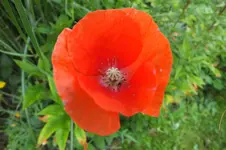 DSCF1767.jpg