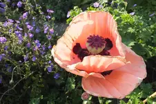 DSCF1801.webp