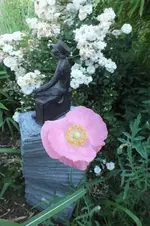 mohn.webp