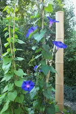 DSCF1774 (2).webp