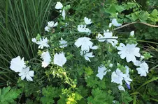 DSCF1791 (2).webp