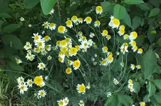 DSCF1807.webp