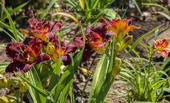 IMG_1103.webp