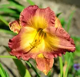 albertvonmelitta.webp