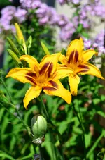 bonanza1.webp
