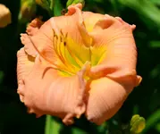 lachsufo.webp