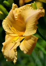 unbekanntoranges.webp