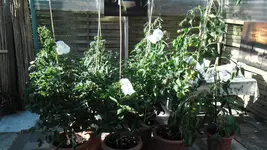 Mitte Juni bis 1.Juli (8).webp