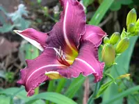 DSCN9359.webp