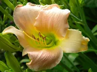 DSCN9361.webp