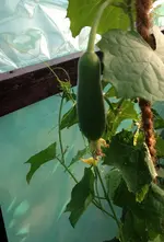 Luffa1.webp