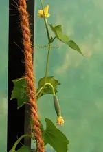 Luffa2.webp