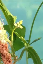 Luffa3.webp