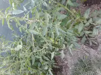 20150703_192504.webp