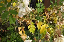 DSCF1812.webp