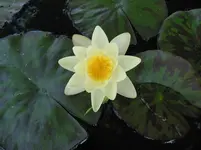 006.webp