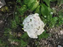 010.webp