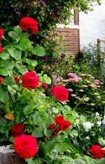 IMG_5444-001.webp