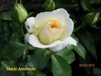 IMG_5450.JPG