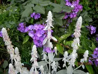 IMG_5459.webp
