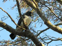 Copy of IMG_0366v.webp