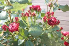 SAM_2216.webp