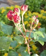 SAM_2218.webp