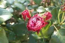 SAM_2219.webp