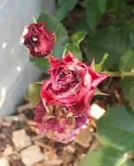 SAM_2220.webp