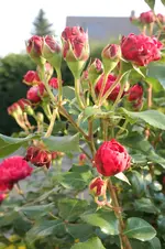 SAM_2221.webp