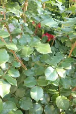 SAM_2222.webp