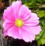 k-P1090590.webp
