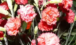 k-P1090633.webp