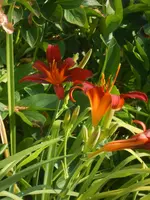 DSCN2800.webp