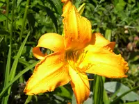 DSCN9363.webp