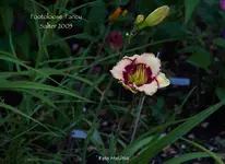 IMG_1141.jpg