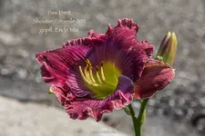 IMG_1164.webp