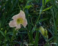 IMG_1174.jpg