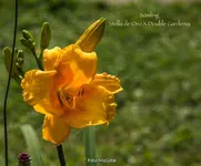 IMG_1189.webp