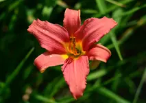 unbekanntrosa.webp