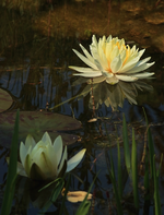 Texas Dawn_champagnerfarben_Spiegelung2_700.webp