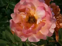 P7030538.webp