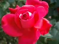 P7030540.webp
