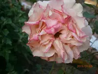 P7030543.webp