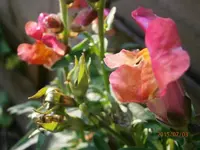 P7030541.webp