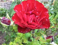 image.webp